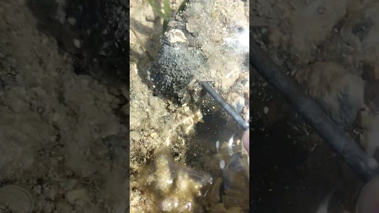 This is how to hunt Bug-atan shell