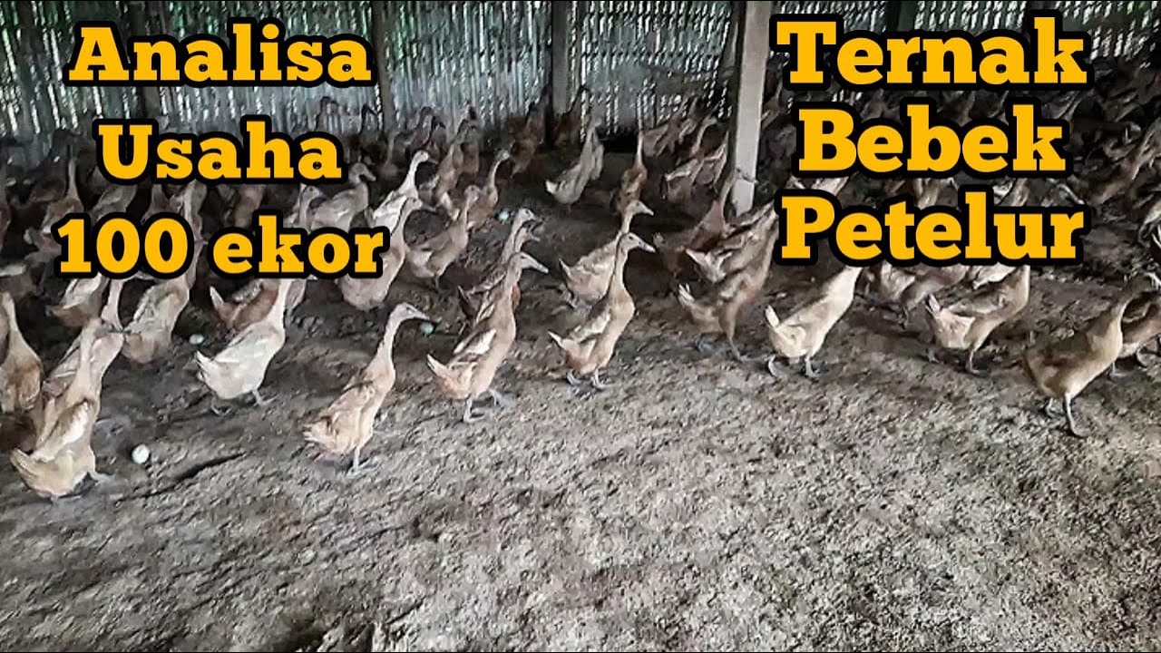 48+ Analisa ternak bebek petelur 100 ekor ideas in 2021 48+ Analisa ternak bebek petelur 100 ekor ideas in 2021