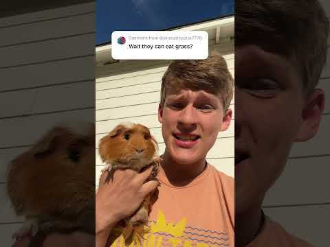 Guinea pigs CANT