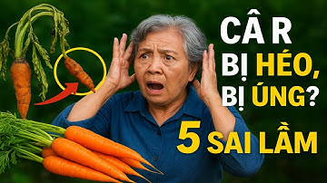 Cà rốt bị héo, bị úng? 5 sai lầm "giết chết" vụ mùa và bí quyết giữ cà rốt tươi ngon lâu nhất.