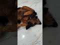 meri pyari kaamchor ❤️ #dogparents