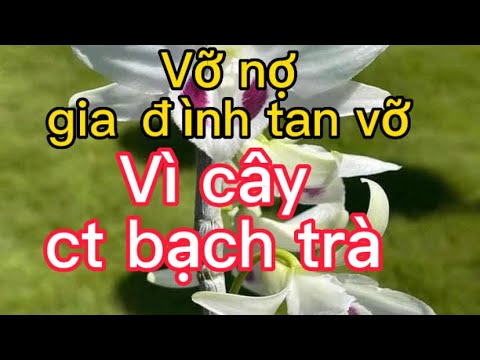 Video 26-82022 #bachtuyet #bảoduy #hoahau #ndkt Vỡ nợ vì cây... - youtube
