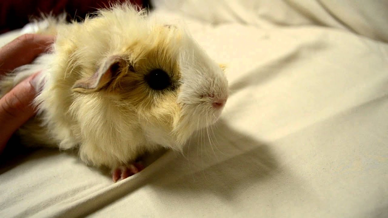 Guinea pig purring - YouTube