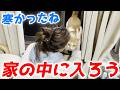 寒さで凍えていた庭子猫が二階の窓から「家に入れて」と訴えてきました！【三毛母猫の子猫】
