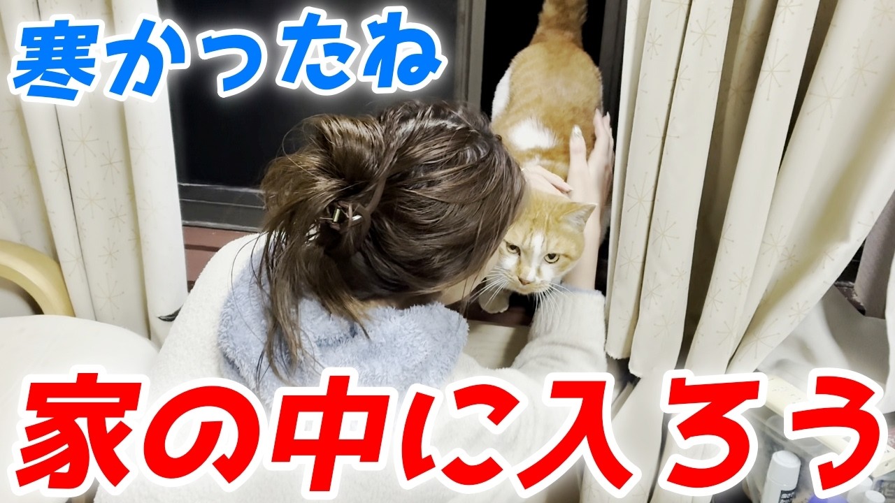 寒さで凍えていた庭子猫が二階の窓から「家に入れて」と訴えてきました！【三毛母猫の子猫】