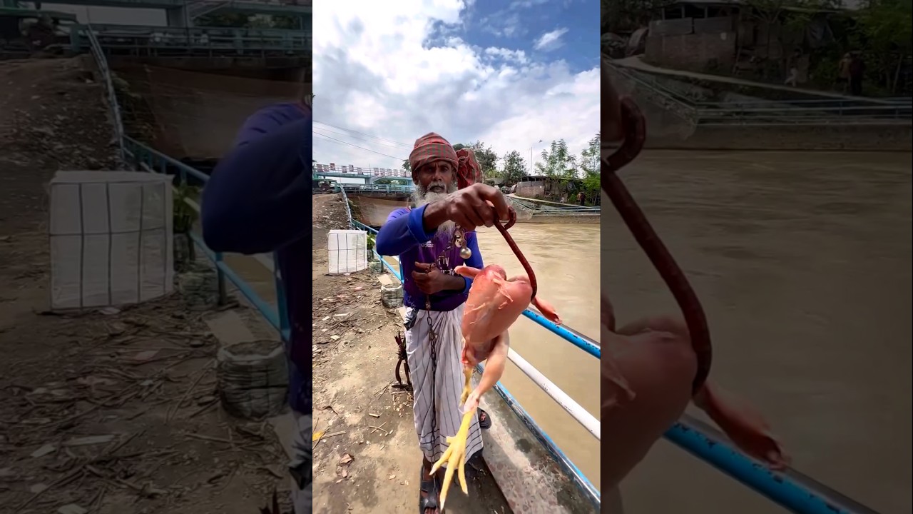 Unique way to catch fish with a chicken? 