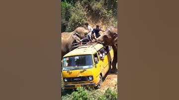 Elephant Pushes Bus Off Narrow Cliff Road | Shocking AI Jungle Scene | AI-Generated
