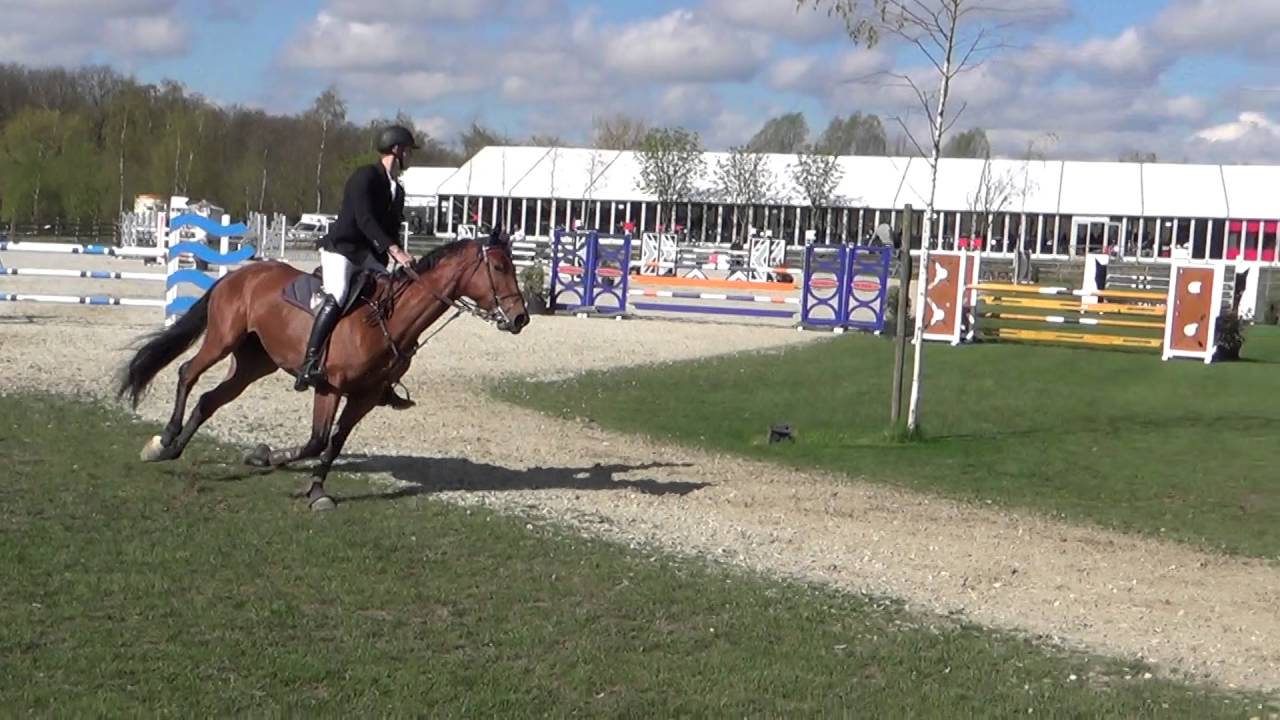 Cayenne de la Vie (Chacco-Blue x Alexis Z x Lord Calando) CSIYH6yo Lummen 2016