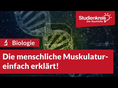 Die menschliche Muskulatur! | Biologie verstehen mit dem Studienkreis
