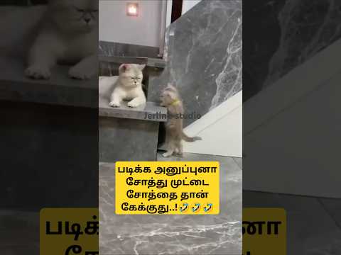 💙#catfunny vedio 🤣🤣idli