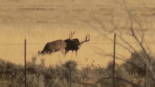A day on one of Utah s most desired units Utah Giant Bucks 2025 Late Season Mule Deer