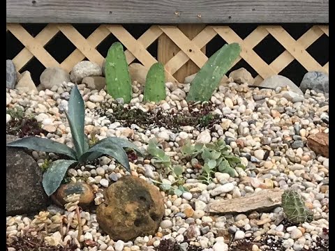 Outdoor Cactus Bed zone 7