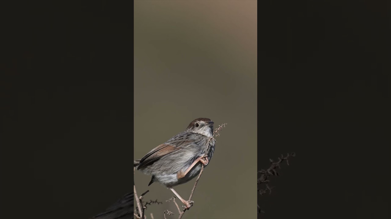 Grey-backed Cisticola | Bergzistensänger 