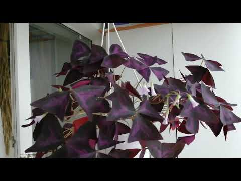 Кислица бабочка (оксалис), мои секреты.
