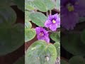 Happy African violet in Sri Lanka.happy gardener# beautiful flowers