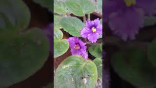 Happy African violet in Sri Lanka.happy gardener# beautiful flowers