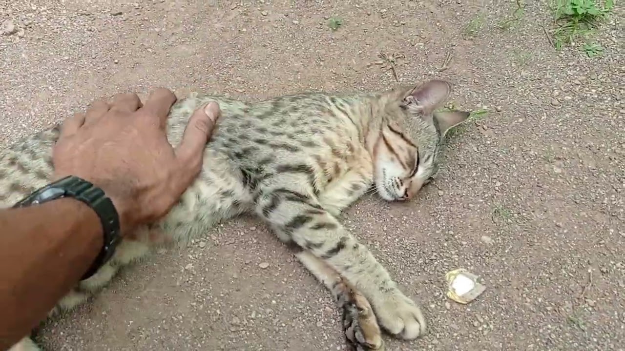 First long video with Baghad Billa 😾 