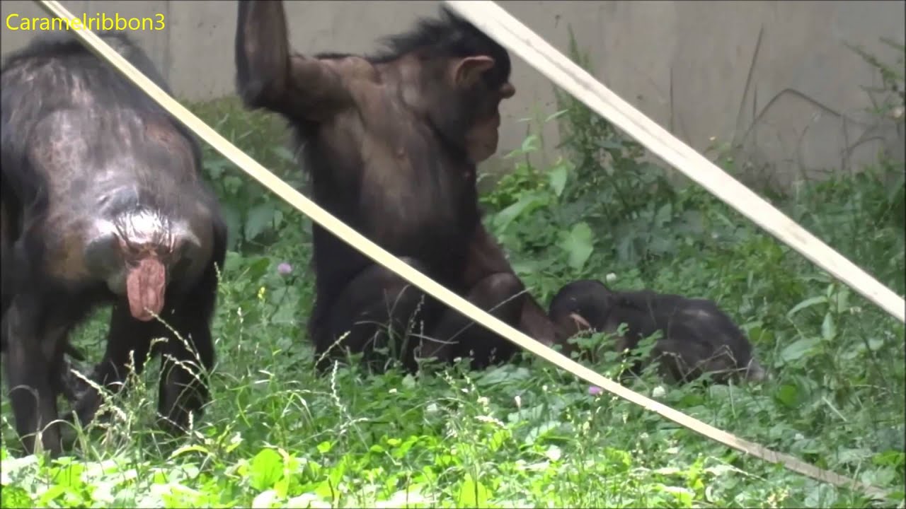 Asahiyama Zoo chimps #1