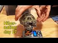 Russian tortoise hibernation in the fridge day 27