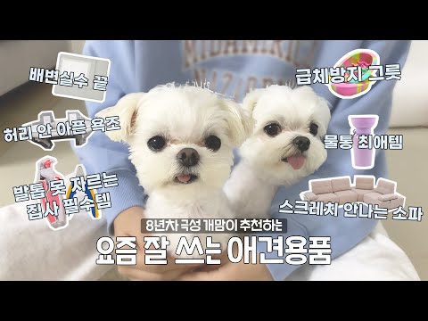 허리 편한 강아지 벽걸이 욕조 & 스크래치 없는 샤무드 소파 추천