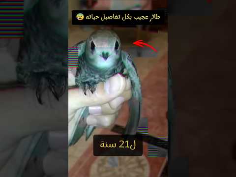 الطائر العجيب الذي ذكر في القرآن طائر الابابيل طائر غريب بكل تفاصيل حياته سبحان الله خلق فأبدع