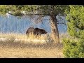 Hiking Yellowstone Grizzly Country - May 12
