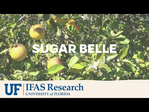 UF/IFAS Research | Sugar Belle