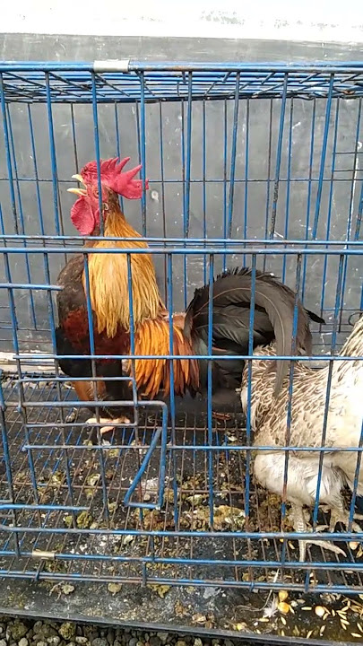 Ayam Kate Berkokok  Sangat Melengking Swaranya