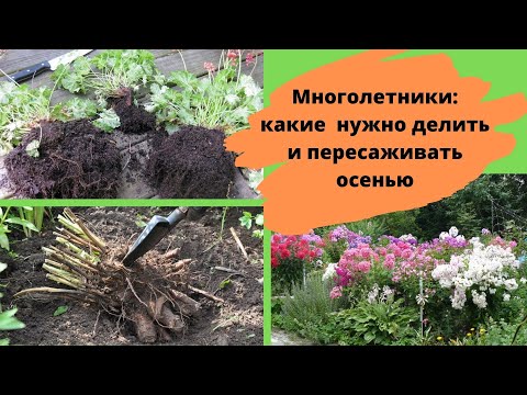 Какие цветущие многолетники нужно делить и пересаживать осенью