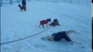 #Басенджи Венди , щенок #чау-чау и #голден Грей #Басенджи Венди , щенок #чау-чау и #голден Грей