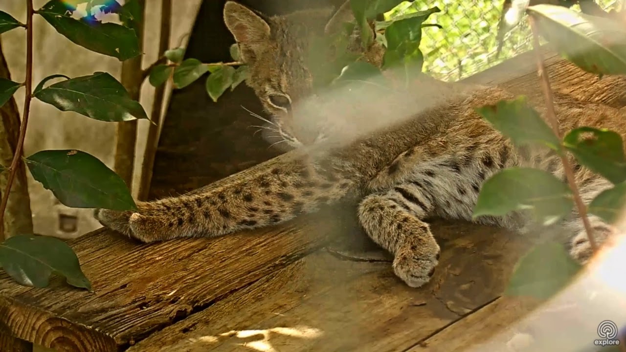 leopard print Wild Bobcat Kitten named Foxtrot is resting up so he can run and play all night