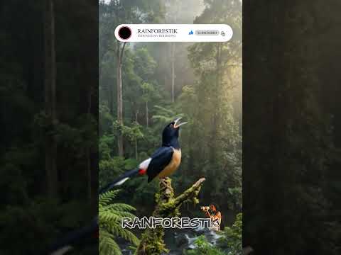 Burung Murai Kampung #burungmurai #kicauburung  #suaraburungMerdu