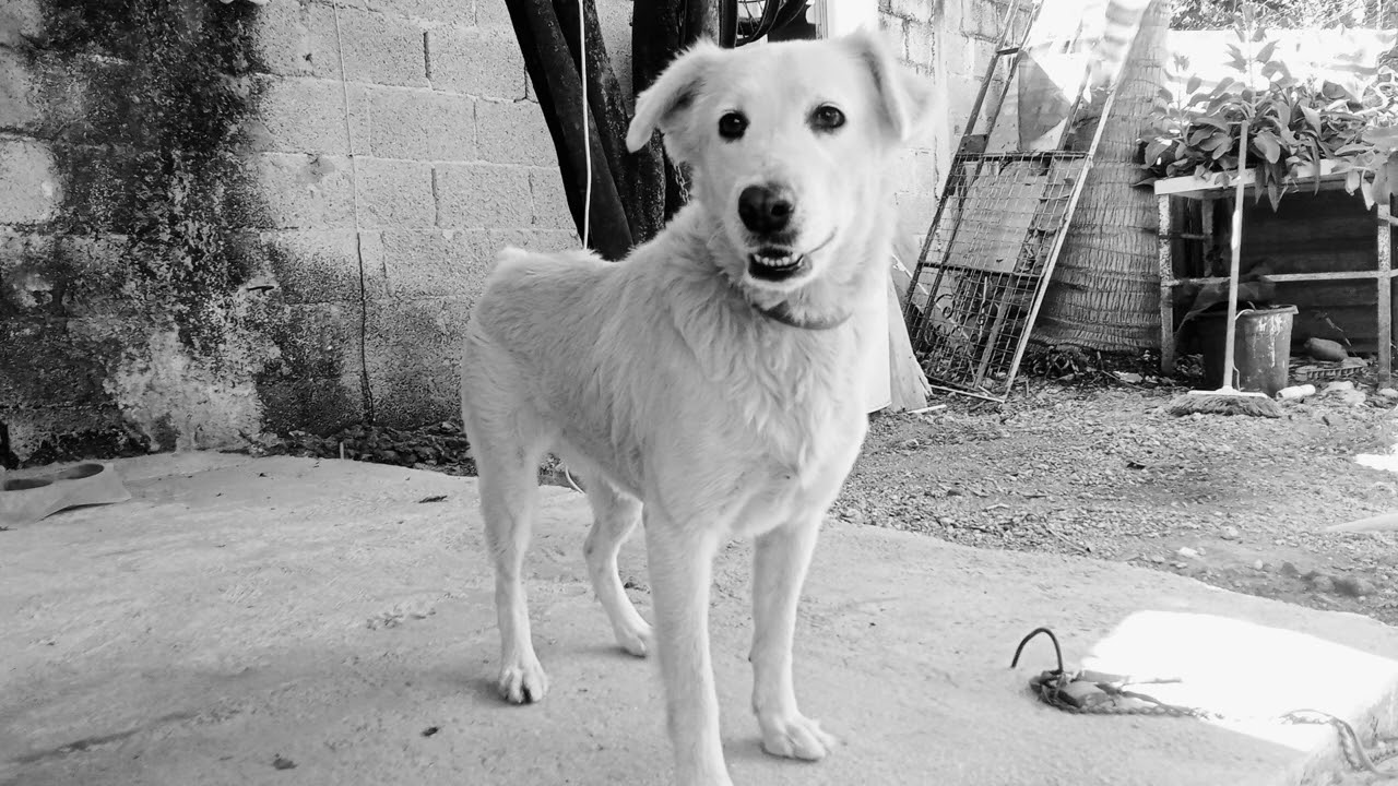 Perro Ladrando / Sonido de animales. Ladrido de perro