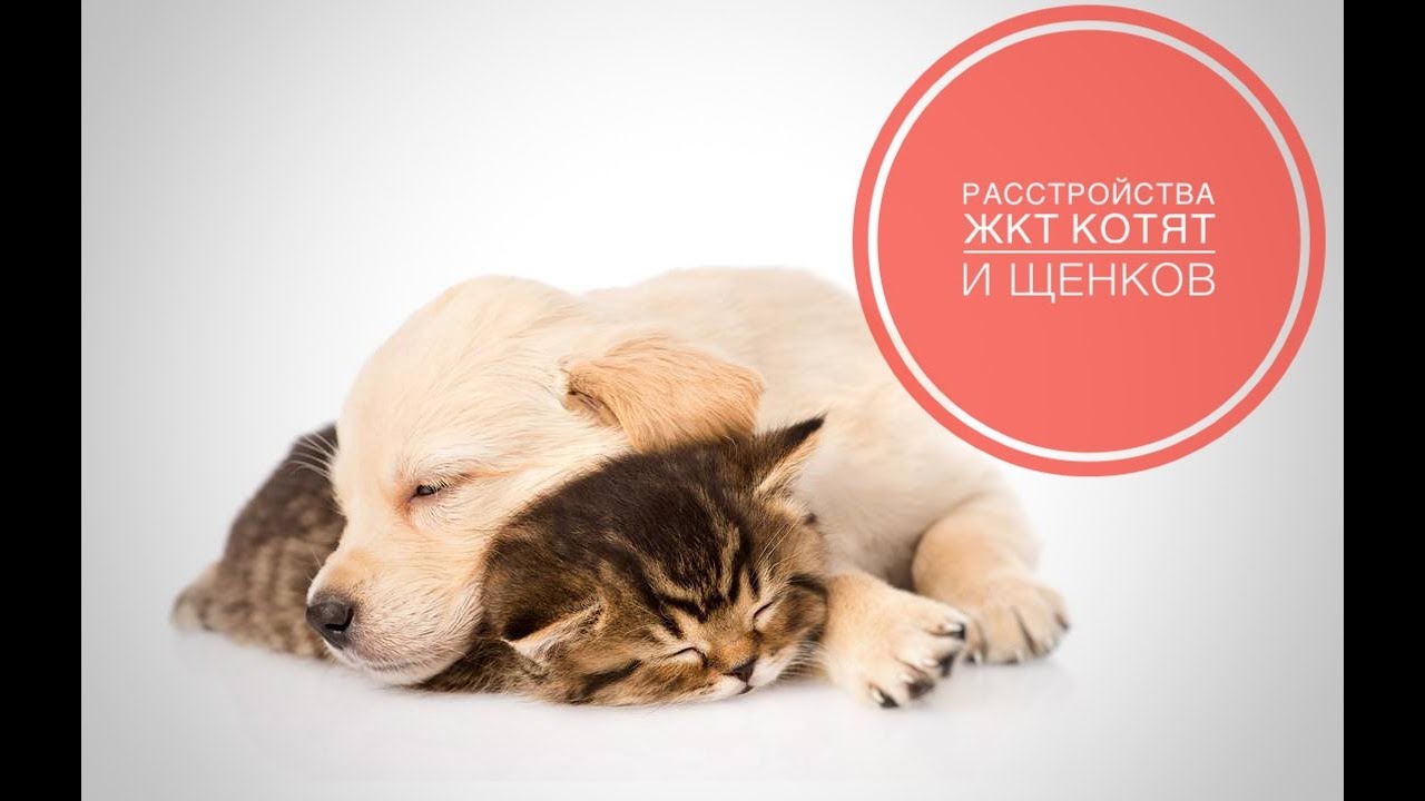 Гастрофарм Для Собак