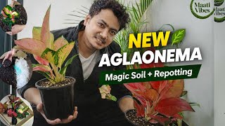 New Aglaonema 🌿 | Magic Soil + Repotting
