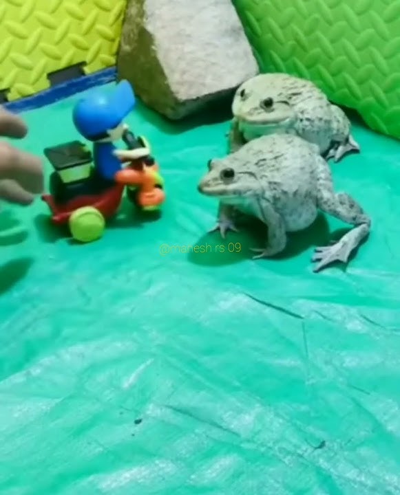 Medak//frog//mendhak bole Tan Tan Tan//मेढक #frog_video#मेंढक #medhak #viral_video