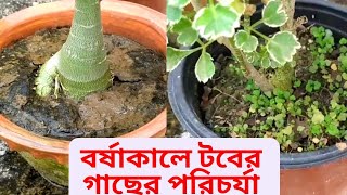 বর্ষাকালে টবের গাছের পরিচর্যা || How to care plants in rainy season