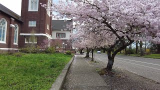 Corvallis, Oregon Spring 2022 Walk (Downtown, Monroe St)