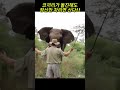 코끼리 돌진!! 남자의 느긋한 대응! / 호랑이에게 물려가도 정신만 차리면 산다!! &quot;속담의 교훈&quot; #코끼리 #코끼리돌진 #코끼리생존전략 #elephant