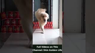 My Dog’s Reaction To The Invisible Cup Challenge! p2#shorts #dogs