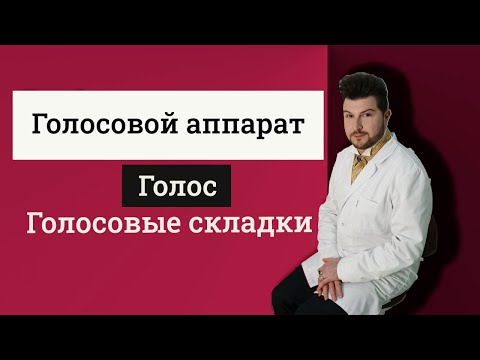 Голосовой аппарат │Голос │Голосовые связки