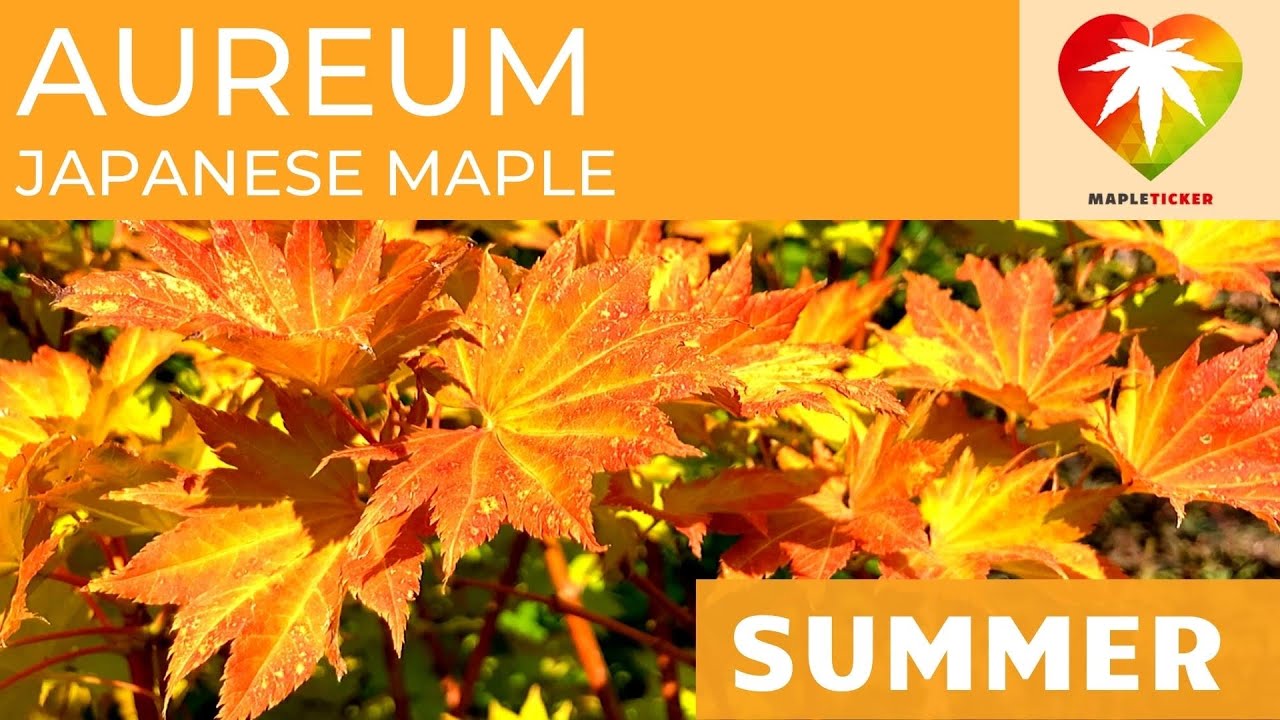 Aureum Japanese maple