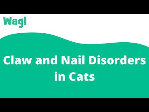 Video: Claw And Nail Disorders In Cats