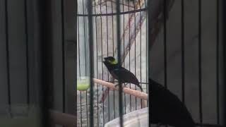 Konin Seger Yang Fenomenal Diangka 25 Juta  Milik Om Kembing Asal Sidoarjo Jatim