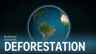 Study reveals the Earth is on track to run out of trees in 300 years Wealth