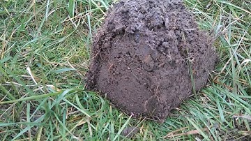 Nokta Simplex over the shoulder drop tests and durability review!!!