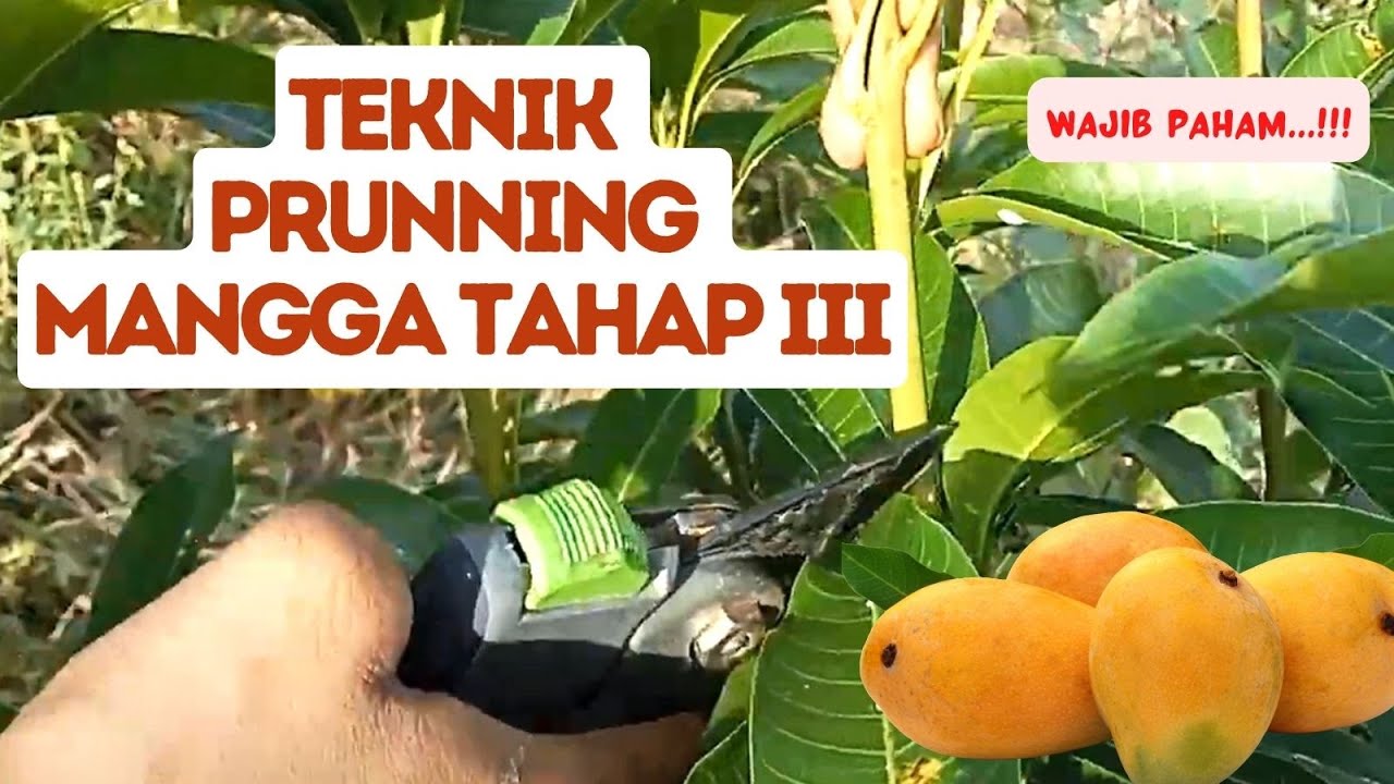 Tahap III: Cara Pruning Pohon Mangga Yang Benar