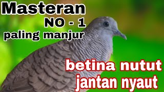 Perkutut lokal betina nutut jantan nyaut masteran no 1 paling manjur 