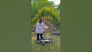 The Art of Tree Shaping