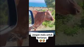 Malu bertanya sesat di jalan😁 #viralvideo #lucu